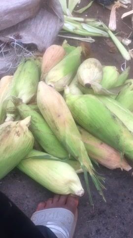 The video begins with a close-up of a pile of fresh corn on the ground, some still in their husks, next to a beige sack and a foot wearing a white sandal. The camera then quickly pans to show corn roasting on a makeshift grill. The grill is composed of a metal grate placed atop a large, round, green object, which itself is supported by a woven basket base.  A woman in a bright shirt stands near the grill and appears to be talking, while other individuals are visible in the background under the shelter of a building with a corrugated metal roof.