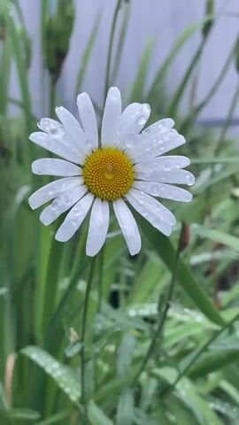 A close-up, vertical shot focuses on a single white daisy with a yellow center. The flower is adorned with numerous water droplets on its white petals. The daisy is positioned in the foreground, with blurred green foliage and stalks in the background. The lighting suggests an overcast day or a recent rainfall. The camera movement is a slow, subtle zoom in on the flower. No people or animals are visible.