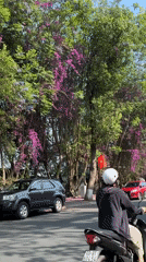 Purple flowering trees captured on Da Lat street