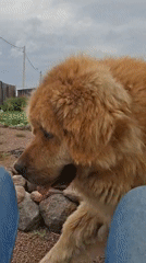 Child plays with Tibetan Mastiffs in Russian village yard