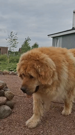 Child plays with Tibetan Mastiffs in Russian village yard