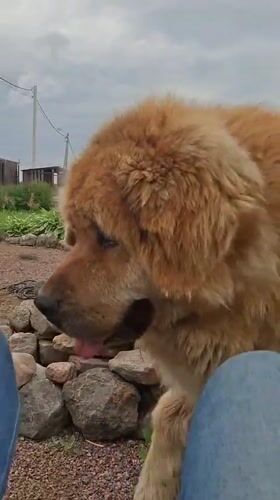 Child plays with Tibetan Mastiffs in Russian village yard