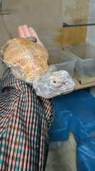 Person handles spiny-tailed lizard with colorful fabric covering