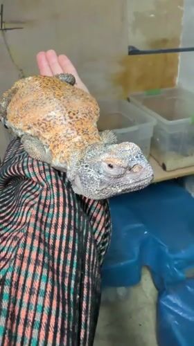Person handles spiny-tailed lizard with colorful fabric covering