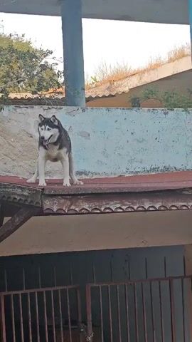 A black and white husky dog stands on a narrow, red-roofed ledge outdoors. The dog is positioned with its front paws at the edge of the ledge, looking forward with its mouth slightly open. Below the ledge, metal bars are visible, suggesting a caged area. The background features a light blue wall, a column, and some greenery under a bright sky. The dog barks twice.
