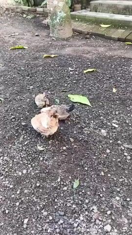The video shows a small group of chickens on a gravel path. The chickens are of various sizes and colors, and they appear to be foraging for food. The environment is outdoors, with some greenery and a tree in the background. The chickens are interacting with each other, pecking at the ground and moving around.