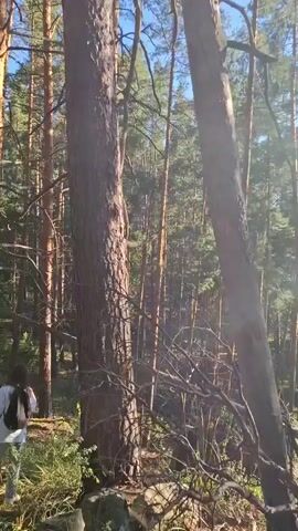The video captures a view of a forest with numerous tall pine trees. The camera is moving, panning from left to right and slightly upwards. The sun is shining through the trees, creating lens flares and dappled light on the forest floor. The ground is covered with dry leaves, twigs, fallen branches, and some rocks. There are no people or animals visible in the video. The overall impression is of a natural, somewhat dense forest environment.