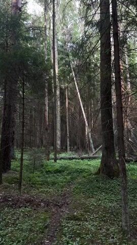 The video shows a densely wooded area.  Tall, thin trees fill the frame, with green ground cover. The camera tilts upward revealing the tops of the trees and a glimpse of the sky. The lighting is somewhat dim, suggesting it may be early morning or late afternoon. The scene is still and there are no visible people or animals.