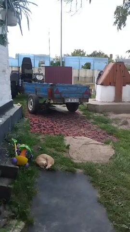The video shows a rural outdoor scene. In the foreground, on the left, is a blue and red toy stroller. To its right, a light-colored cat is sleeping curled up on the grass. A gray pathway leads away from the viewer. In the middle ground, a blue trailer with a red border is parked on a red rug. A tractor is visible behind the trailer. In the background, there are greenhouses, a wooden structure that appears to be a well, and trees. The sky is overcast.