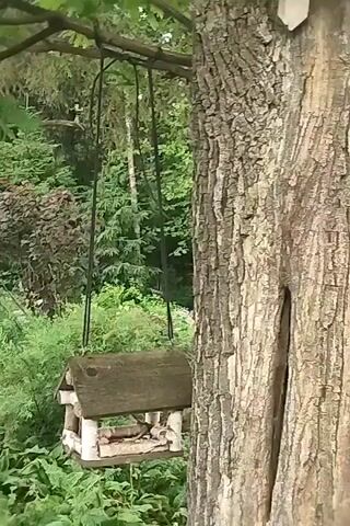A birdhouse is hanging from a tree branch by ropes. The birdhouse is made of wood and has a thatched roof. The tree is large and old, with rough bark. Lush green foliage surrounds the tree and the birdhouse. The video pans slightly to the right, showing more of the tree trunk and then a wider view of the surrounding greenery. The lighting suggests it is daytime, with natural sunlight filtering through the leaves.