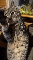 Tabby cat observed resting indoors in Russian dacha community