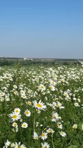 The video shows a field of daisies under a clear blue sky. The camera is positioned low, looking up through the flowers. The daisies are white with yellow centers and are clustered together, creating a sea of white. Some of the flowers are in focus, while others are blurred, suggesting a shallow depth of field. The background shows a distant landscape with some trees and buildings. The lighting is bright, indicating a sunny day. There are no people or animals visible in the video. The overall impression is one of a peaceful and serene natural scene.