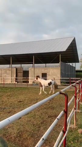 A white horse with brown spots wanders through a grassy enclosure. In the background, there is a large, open-sided structure with a gray metal roof and concrete walls. A red and white fence separates the viewer from the enclosure. The sky is partly cloudy.