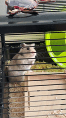 Pet hamster spotted in cage in Porto