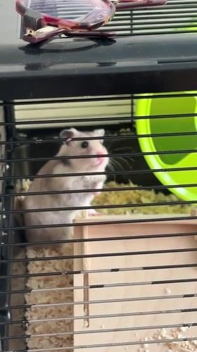 Pet hamster spotted in cage in Porto