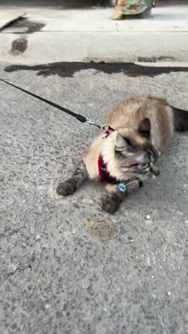 The video shows a close up shot of a cat on a leash lying down on a concrete surface. The cat is light brown with dark gray tabby markings, and bright blue eyes. It wears a red collar with a small blue fish-shaped tag attached to it. A black leash is attached to the collar. The cat looks directly at the camera, then glances to the side. The ground is uneven and has some dark stains on it. A dark shadow appears in the upper left corner of the frame, and a partially visible object is in the upper right. A person's voice is heard addressing the cat.