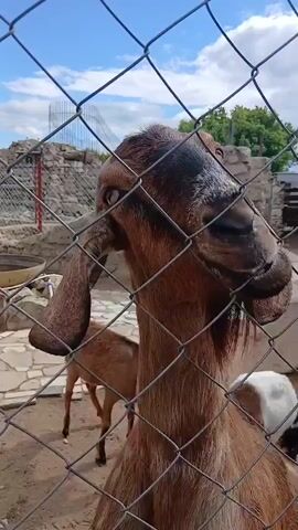 A close-up shot of a goat's head, mostly filling the frame and obscuring the background through a chain-link fence. The goat is brown with white markings and has large ears and curved horns. Its eye is visible, looking to the left. In the blurred background, another goat can be seen standing and facing away. The environment appears to be an outdoor enclosure with sandy ground, stone walls, and a fence. The sky is blue with some clouds, and trees are visible in the distance. The camera appears to be positioned just outside the fence, looking into the enclosure.