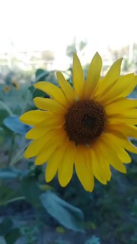 This media file features a series of close-up shots and wider views of sunflowers in an outdoor setting. The main subject is a bright yellow sunflower with a dark brown center, its petals radiating outwards. In some frames, multiple sunflowers are visible, some facing the camera and others turned away, showcasing their drooping heads. The scene appears to be a garden or field with lush green foliage and plants, including large, broad leaves characteristic of sunflowers.

The background varies across the clips. Initially, the background is blurred, suggesting a shallow depth of field that focuses attention on the sunflower. Later shots reveal a more expansive view of the environment, including trees, bushes, and what appears to be buildings or structures in the distance, hinting at a semi-urban or rural fringe location. Faint hints of fencing and hints of structures behind it are visible. The sky is visible in some clips, appearing bright and clear, suggesting daylight. The overall lighting suggests it is daytime, possibly late morning or afternoon, with natural light illuminating the flowers. The weather appears to be clear and pleasant, conducive to outdoor growth.

There are no people visible in the media. The activity is simply the passive display of sunflowers in their natural environment. The emotion evoked is one of natural beauty and perhaps tranquility associated with flowers and gardens.

Location cues suggest a place with ample sunlight suitable for sunflowers. Considering the provided location context of Baikonur, Kazakhstan, this environment is consistent with the climate and agricultural possibilities of the region. The presence of buildings in the distance could represent residential areas or infrastructure within or near Baikonur.

No visible text is present in the media file.