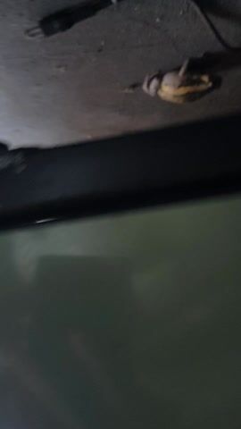 The video shows a small frog clinging to a concrete wall next to a black cable. In the background, the light coming through what appears to be a doorway or opening reveals some objects, including a red object. The camera angle is low, looking upwards at the frog and the wall.