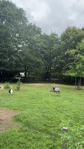 A wide shot captures a grassy enclosure with several trees in the background. In the foreground, a dirt path is visible on the left, leading into the enclosure. Two birds are present in the enclosure: a larger, light-colored bird with long legs and a long neck stands in the middle-right of the frame, facing left. To the left of the larger bird, a smaller, black and white bird is seen pecking at the ground. The sky is overcast.