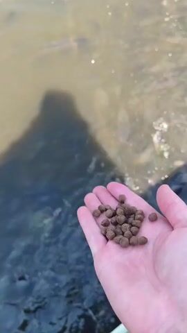 A person extends their hand toward a body of water filled with small fish. The water is murky, and the person's shadow is visible in the water. The fish are clustered together and appear to be swimming near the surface.