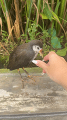 Person gently touches wild bird in Kuta Selatan