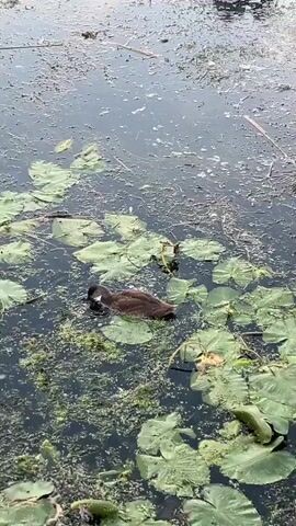 A young duck swims through a pond filled with lily pads and algae. The duck is brown with a darker head and beak. It occasionally dips its head underwater, likely foraging for food. The water is dark and murky, with floating debris and vegetation. The scene is captured from a high angle, looking down onto the water.