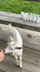 Goats and skincare products filmed on Russian deck
