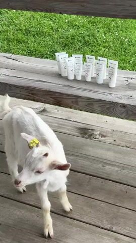 A white baby goat is being filmed. The goat is on a wooden porch with about a dozen tubes of skin cream lined up on the railing behind it. A person is holding a black video camera with a monitor attached up to the goat's face. The goat seems to be trying to bite the camera lens. The goat has a yellow tag on its ear. There is green grass visible in the background.  A person's lower legs and shoes are visible behind the camera and the videographer.