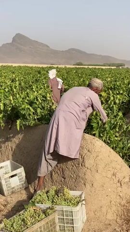 Two men are harvesting grapes in a field. The man in the foreground is wearing a light purple robe and a white cap. He is bending over, reaching into the grapevines and appears to be picking grapes. In front of him are several crates filled with harvested grapes. To the left of the man, a white plastic crate is partially visible. Behind him, another man, also wearing a white cap and a darker colored garment, is visible in the distance, also working among the grapevines. The grapevines are lush and green, filling the field. In the background, a dry, rocky mountain range is visible under a hazy sky. The ground appears to be dry and dusty. The overall scene depicts agricultural labor in a rural, possibly arid, environment.