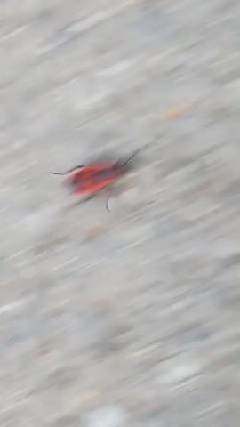The video shows a close-up view of a red and black insect, likely a firebug, crawling on a gravelly surface. The camera is held low and moves slightly, blurring the background and foreground at times. The insect moves from left to right, its legs and antennae visible. The texture of the gravel is detailed, with various shades of gray and white stones. The lighting appears to be natural daylight, casting subtle shadows.