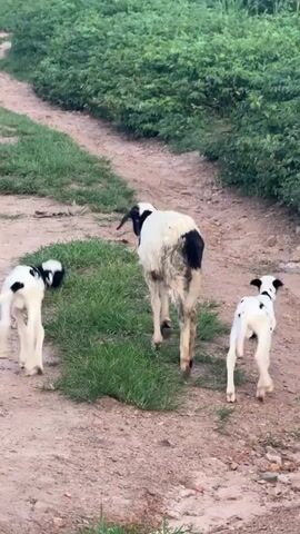 Three young lambs, two of them with black spots on a white coat, and one with a black and white head and a predominantly white body with black markings on its rear, walk along a dirt path lined with green grass and foliage. The lambs appear to be following the larger lamb, which is in the center of the frame, as it walks away from the camera. The larger lamb has a black head and neck and a white body with black markings on its rear and legs. The overall scene depicts a rural or farm environment.