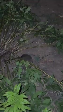 The video shows a close-up, low-light shot of a hedgehog foraging among plants and dirt. The hedgehog is mostly visible from the back, with its spines clearly discernible. It moves slowly, sniffing the ground and occasionally shifting its position. The surrounding environment is dark and appears to be outdoors, with leafy green plants and dark soil visible. The camera is static, focusing on the hedgehog's activity.