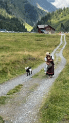 Traditional alpine dress and a goat on a mountain path