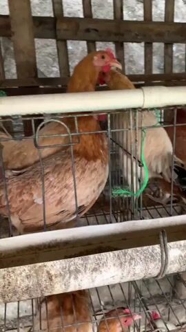The video shows a close-up view of chickens in cages. The chickens are mostly brown and white, and they appear to be in an enclosed space, likely a farm or coop. The cages are made of metal wire and are stacked on top of each other. There are also some feeding and watering devices visible, such as a yellow plastic cup attached to a pipe. The chickens are seen pecking at the ground, interacting with each other, and moving around within their enclosures. The lighting is somewhat dim, suggesting an indoor or shaded environment. The overall scene depicts a typical setting for raising chickens.