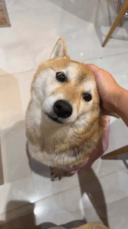 Tel Aviv Shiba Inu in a statement tee steals the scene