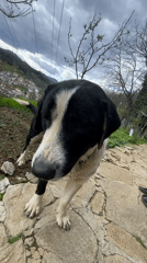 Dog spotted in multiple locations around Bulgarian mountain village