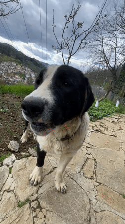 Dog spotted in multiple locations around Bulgarian mountain village