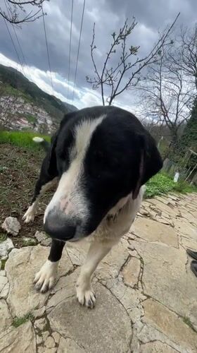 Dog spotted in multiple locations around Bulgarian mountain village