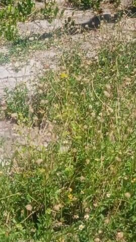 A video shows a patch of overgrown grass and weeds with small white and yellow flowers. Some of the plants are dry and brown, while others are green and vibrant. The ground is uneven, with some areas of dirt and small rocks visible. The sun is shining, casting shadows on the ground. A small yellow butterfly is visible in the upper left quadrant of the frame, and a red ladybug is visible in the center of the frame.