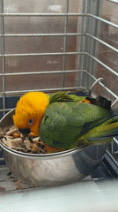 Aeroflot jet on the tarmac, parrot in a cage nearby
