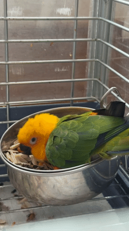 Aeroflot jet on the tarmac, parrot in a cage nearby