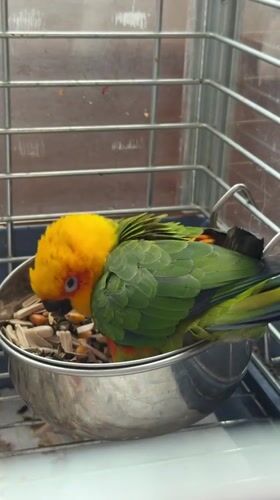 Aeroflot jet on the tarmac, parrot in a cage nearby