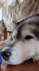Husky lounging at home, kitten napping in a basket