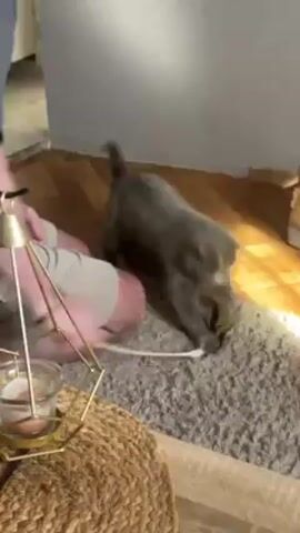 The camera shows a medium gray cat stalking an unseen object on a shag rug. The cat moves behind a low wicker basket and then behind a soft-sided, beige cat house with a fuzzy roof and a button on one side. A pink canvas with white Cyrillic letters hangs on the wall. The camera also shows a table decoration with faux pussy willow branches, a green moss-covered egg, and a candle lantern. The cat's tail disappears behind the cat house. An arm of the person filming the cat can be seen. The person is wearing a light-colored sleeve.