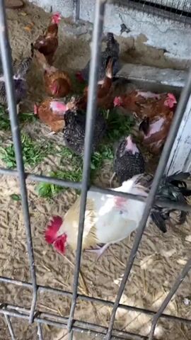 A group of chickens are in an outdoor enclosure made of metal fencing and concrete. Some of the chickens are eating green vegetation that is on the ground. One white and tan rooster with a red comb is lying on its side in the foreground. The rooster appears to have some feather loss and red skin on its neck and back. The other chickens are standing and walking around the enclosure.