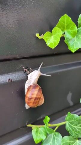 This is a close-up, eye-level video of a snail on a dark, textured surface, possibly the side of a bin or a wall. The snail is light-colored with a brown, spiraled shell. It is slowly moving upwards, with its head extended and two eyestalks visible. To the left of the snail, there are some small dark specks, possibly dirt or droppings. Green ivy leaves are visible in the upper right and lower right corners of the frame, suggesting an outdoor, possibly garden setting. The lighting appears to be natural daylight, with no strong shadows indicating a specific time of day. The overall impression is a quiet, observed moment in nature. There is no visible text in the video. The location context provided is Izmail, Ukraine.