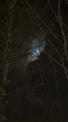 Moon observed through clouds and bare branches in Sarapul