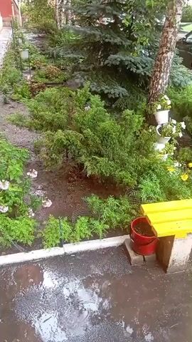 The video shows a wet garden area with puddles on the ground. There are various plants, including a large fir tree, a birch tree, bushes, and flowers. A yellow bench is positioned in the garden with a red bucket underneath it. A black car is visible in the background parked on a paved area. The scene appears to be after or during rainfall.