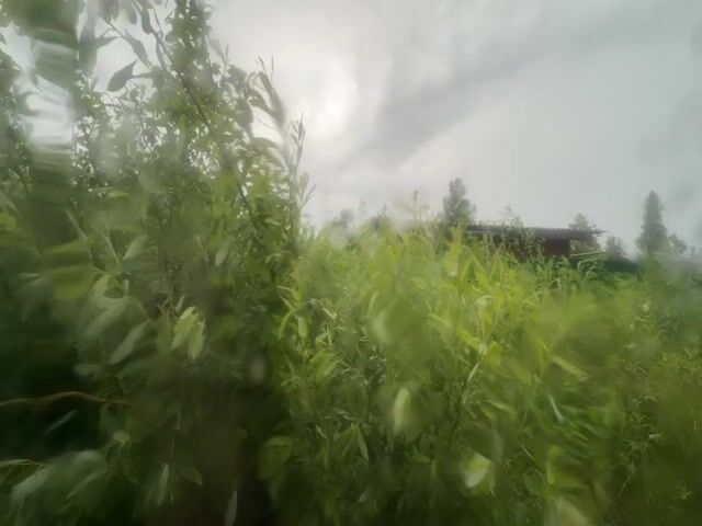 This is a video of green foliage. The camera appears to be looking through a wet surface, possibly a window or a clear barrier with water droplets. The foliage is blurred, suggesting motion or a shallow depth of field. In the background, there are indications of a building, possibly a house, and trees against a cloudy sky. The lighting is overcast, consistent with rainy weather.